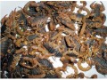 園林苗圃、沂蒙山土特產(chǎn)招商